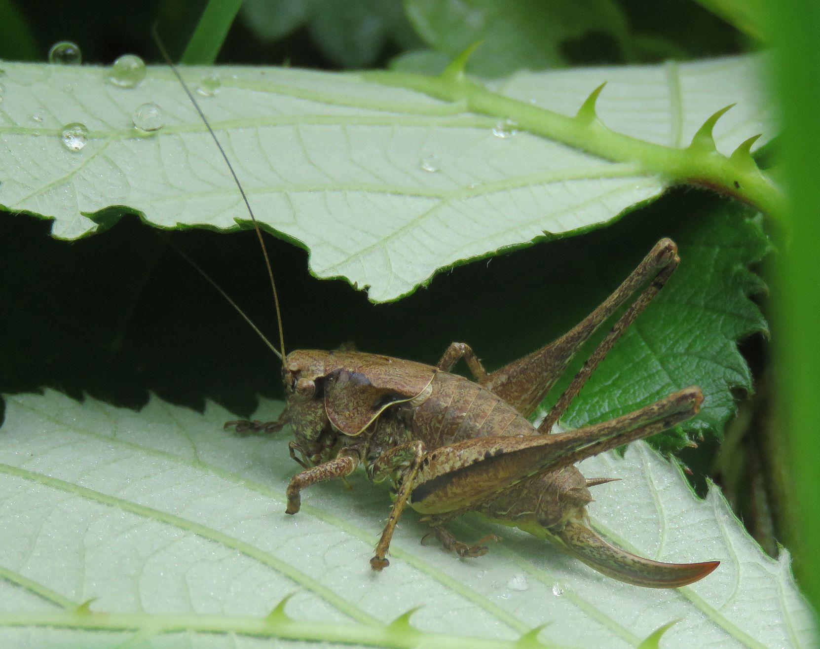 Female Dark Bush Cricket 